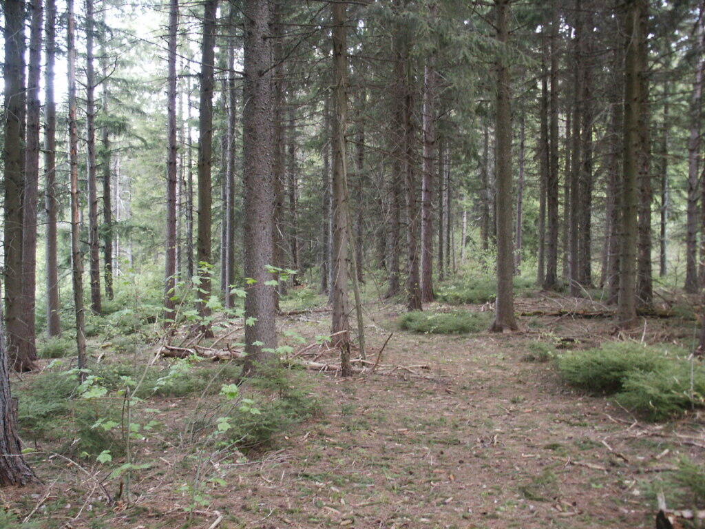 Photo: Trail to Firetower Too Hard to Follow Photo: Trail to Firetower Too Hard to Follow