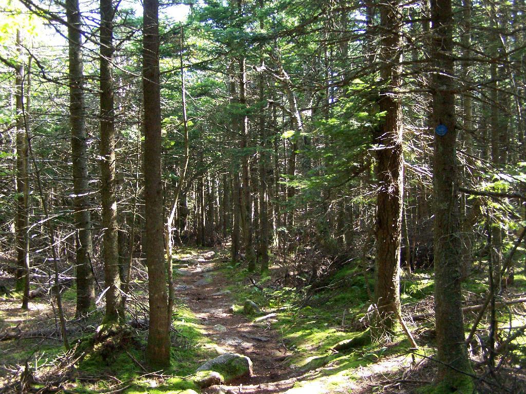 Photo: Borreal Forest Photo: Borreal Forest
