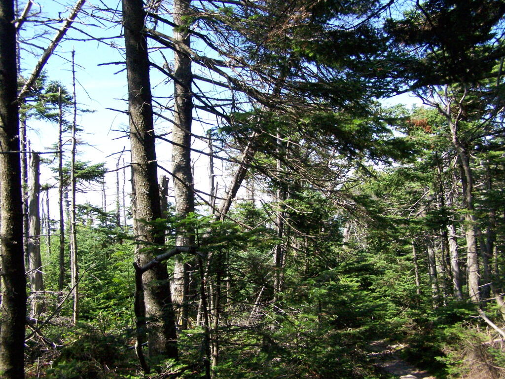 Photo: Trail Passes Wetlands Photo: Trail Passes Wetlands