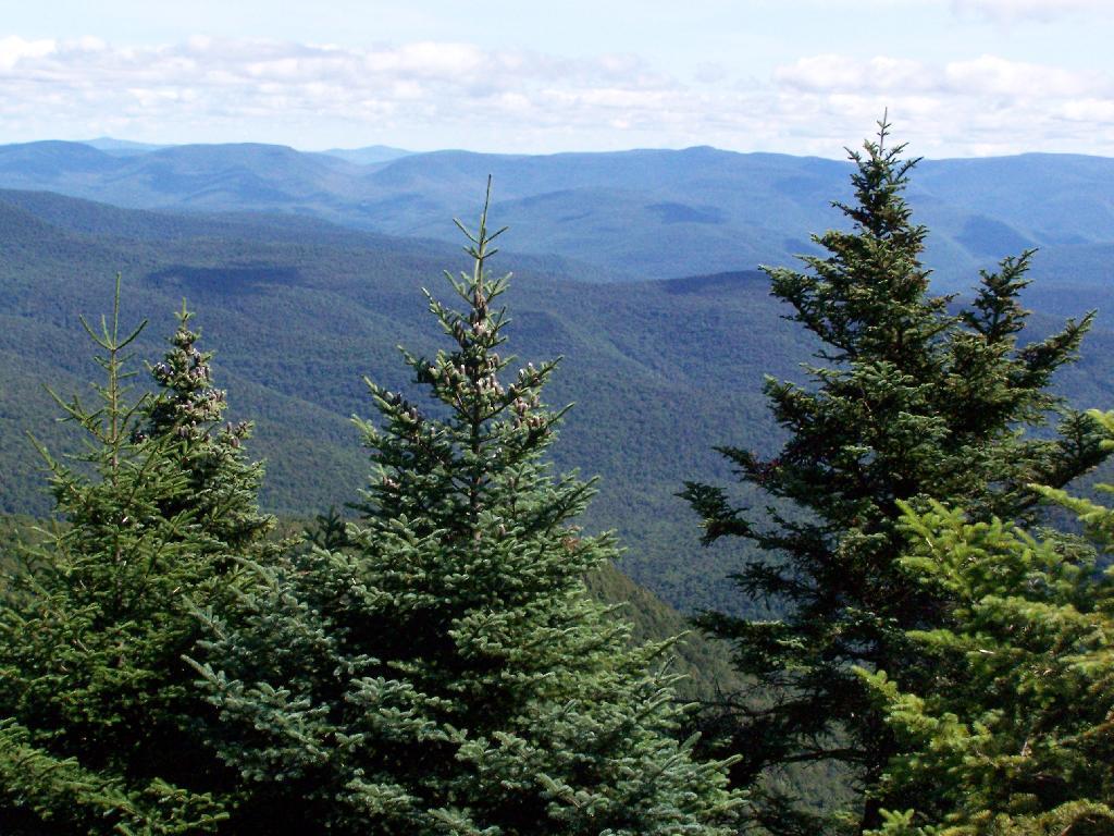 Photo: Trees and Mountains Photo: Trees and Mountains