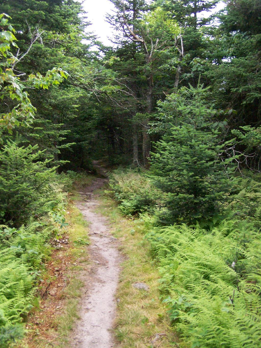 Photo: Trail Across Balsam Lake Mountain Photo: Trail Across Balsam Lake Mountain