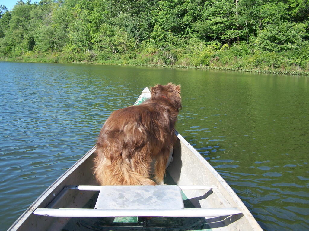 Photo: Dog at the Bow Photo: Dog at the Bow