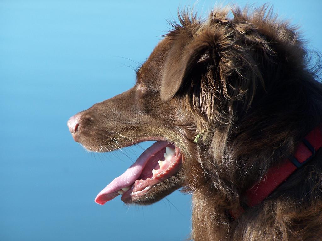 Photo: Hot Doggy Photo: Hot Doggy