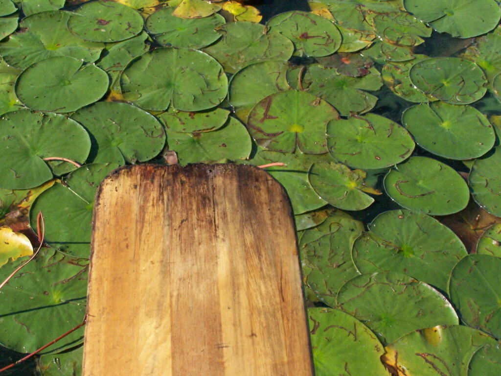 Photo: Paddling through Pond Lilies Photo: Paddling through Pond Lilies