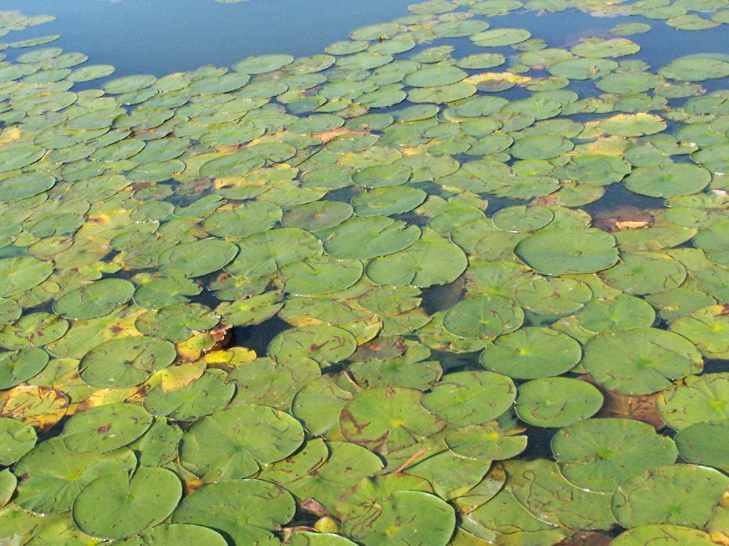 Photo: Pond Lilies Photo: Pond Lilies