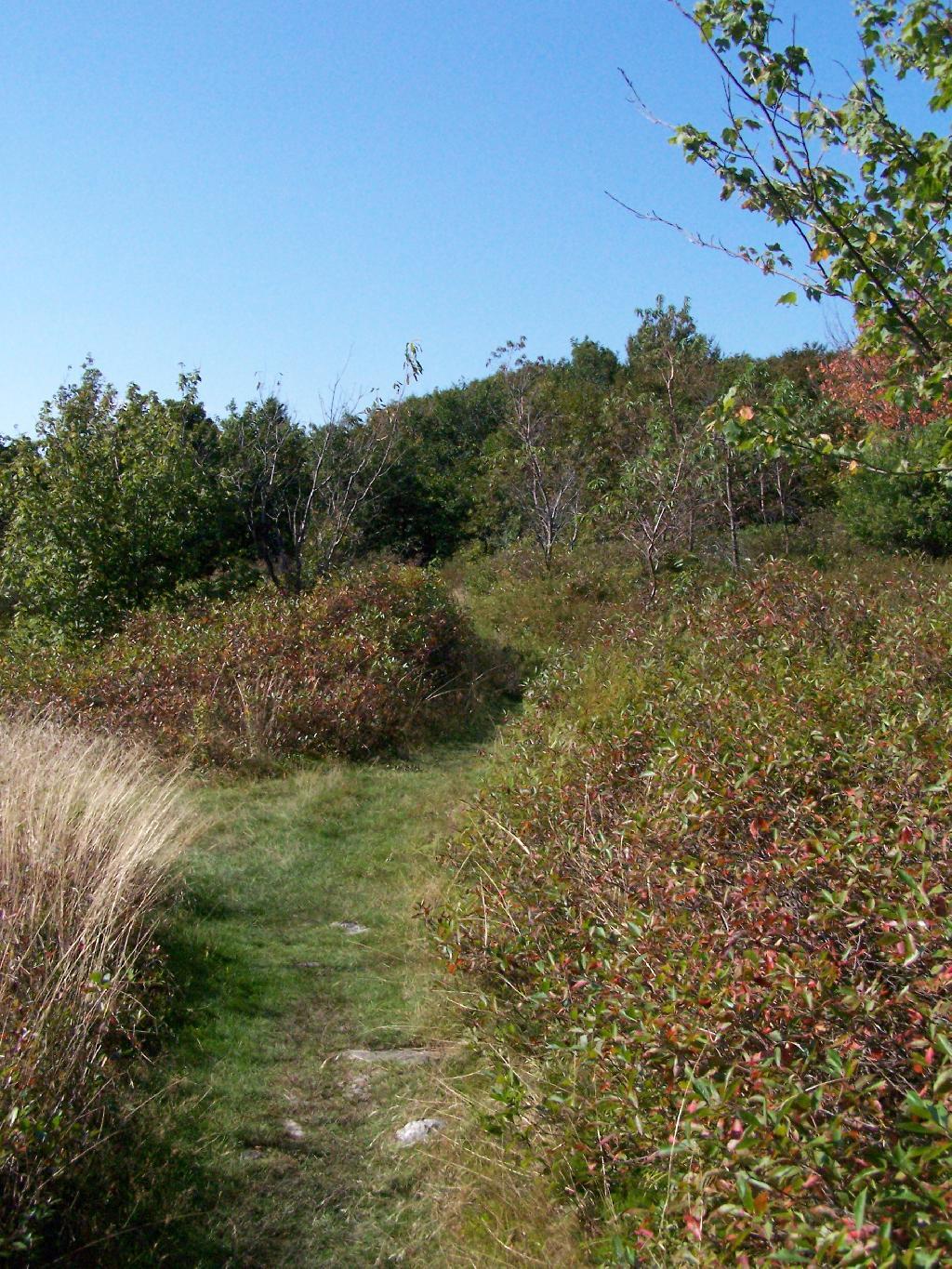 Photo: Along Taconic Crest Trail