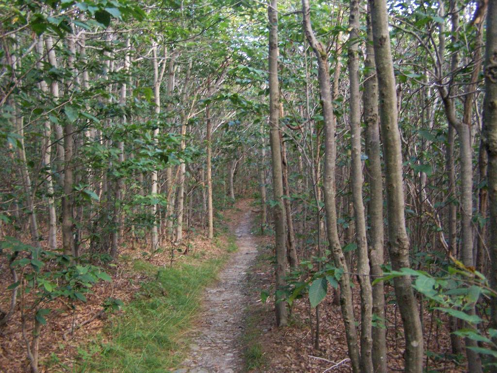 Photo: Ash Trees Along Trail Photo: Ash Trees Along Trail
