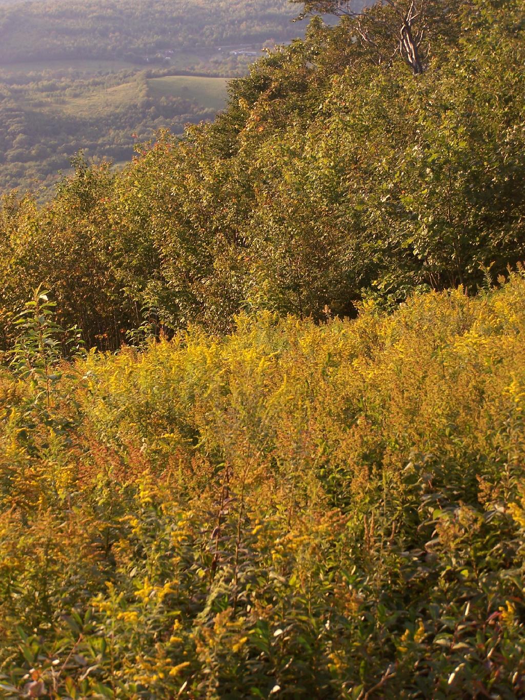 Photo: Golden Rod Photo: Golden Rod