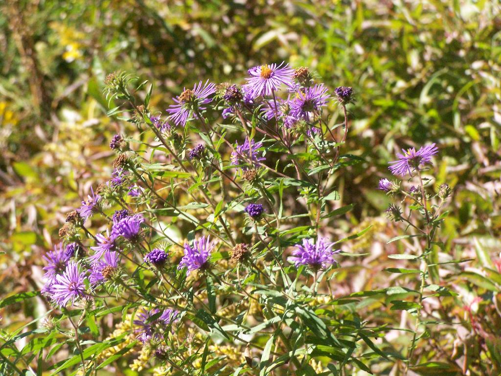 Photo: Knap Weed Photo: Knap Weed