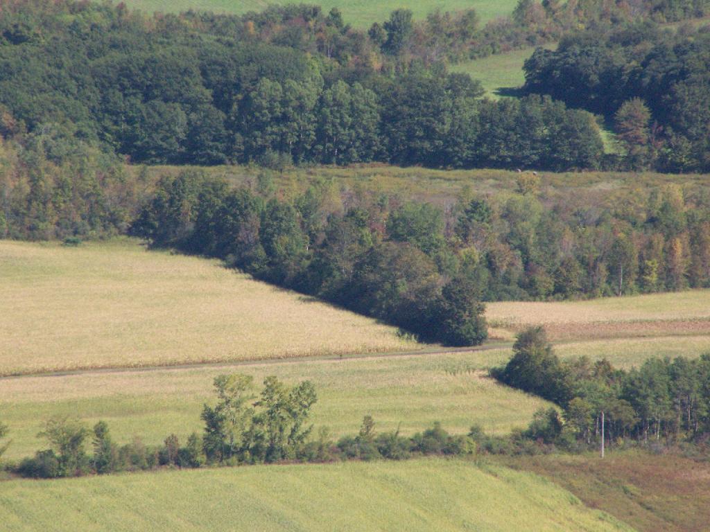 Photo: More Corn