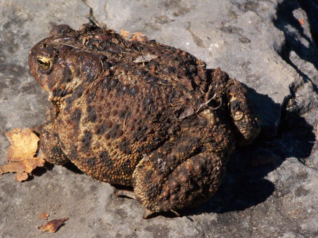 Photo: Toads Photo: Toads