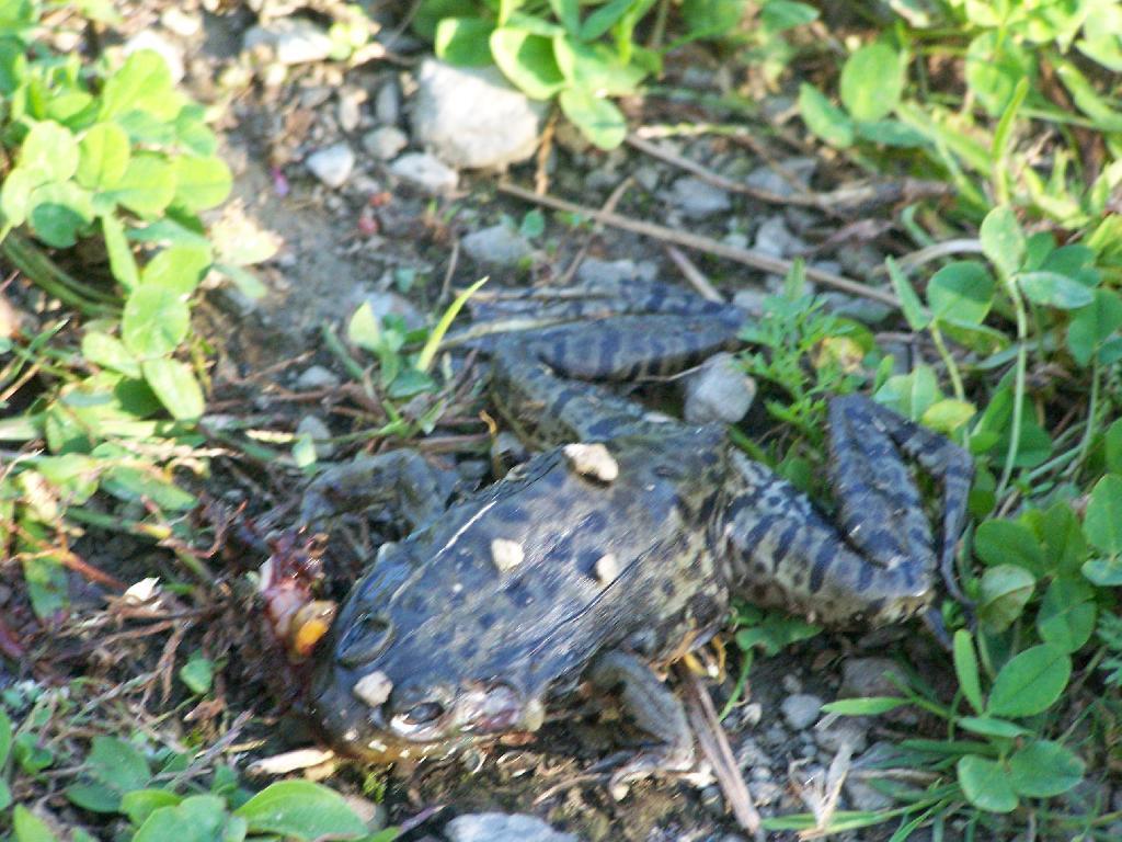 Photo: Dead Frog