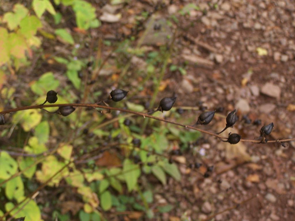 Photo: Sounds Like a Rattle Snake Photo: Sounds Like a Rattle Snake
