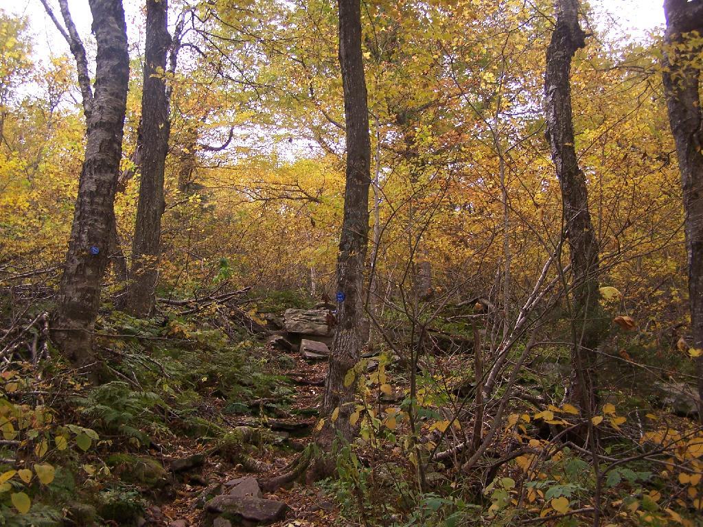 Photo: Trail Steepens Photo: Trail Steepens