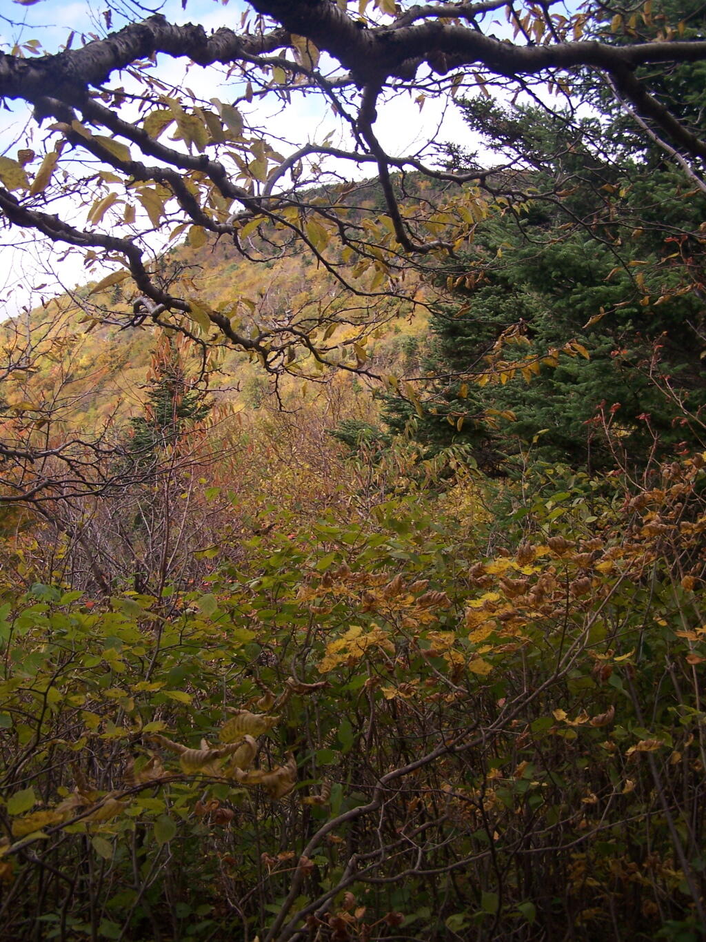 Photo: Broken Views of Twin Mountain Photo: Broken Views of Twin Mountain