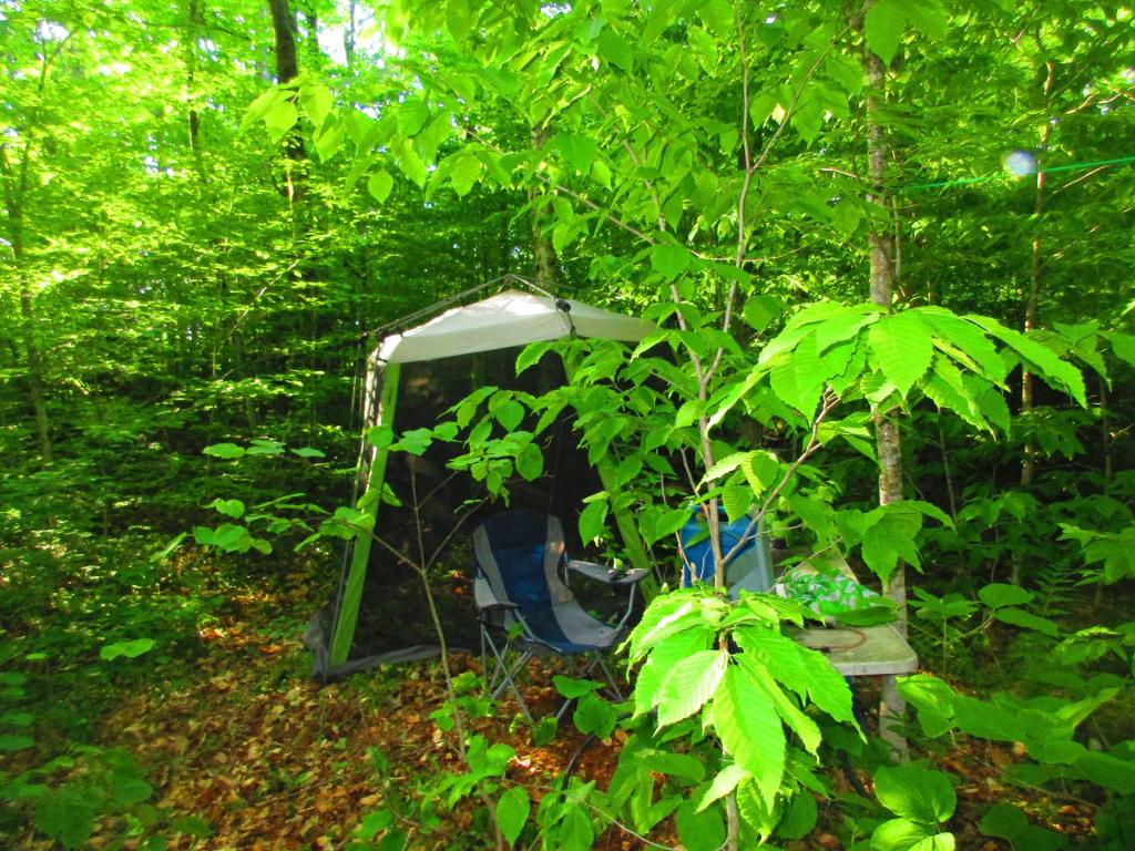 Photo: Hammock Camp in the Woods