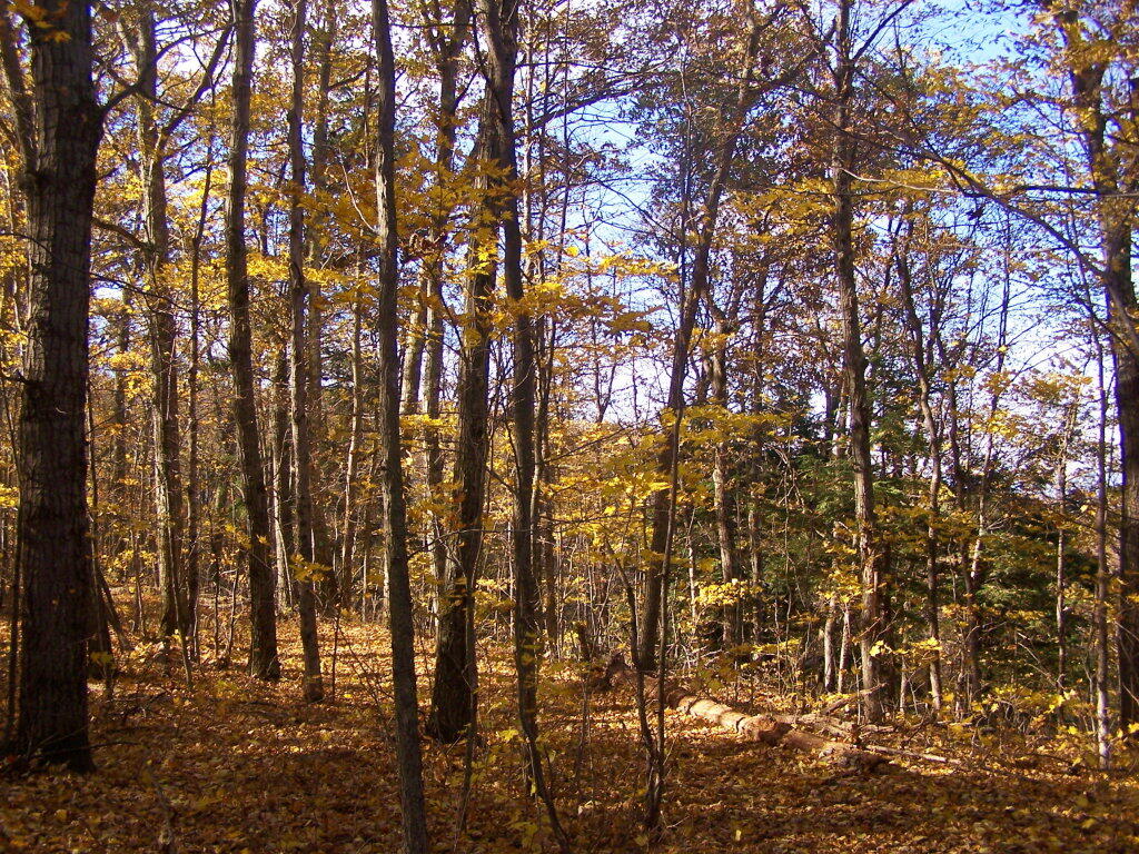 Photo: Along the Old Woods Road Photo: Along the Old Woods Road