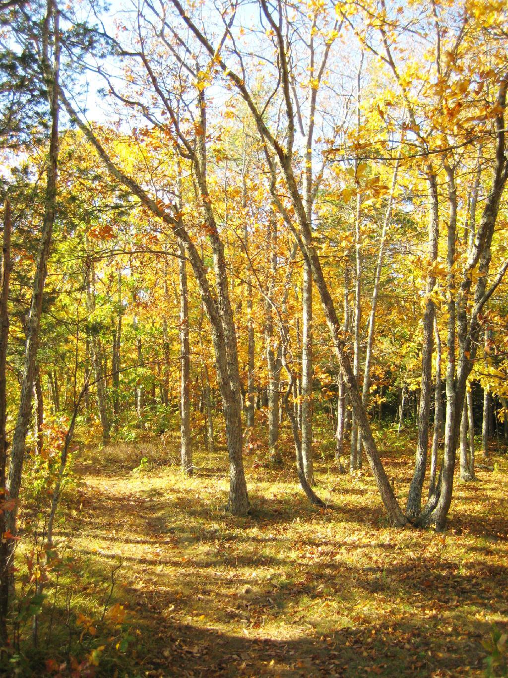 Photo: Trail Photo: Trail