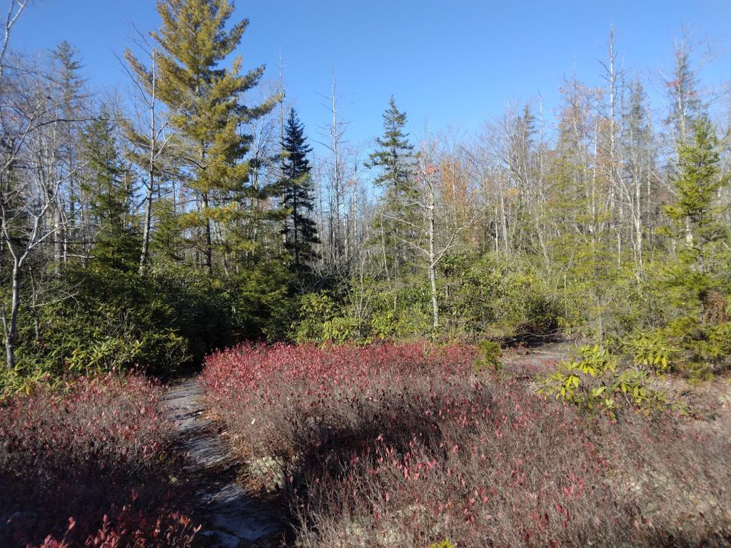 Photo: Heath barrens along the Davis Trail Photo: Heath barrens along the Davis Trail