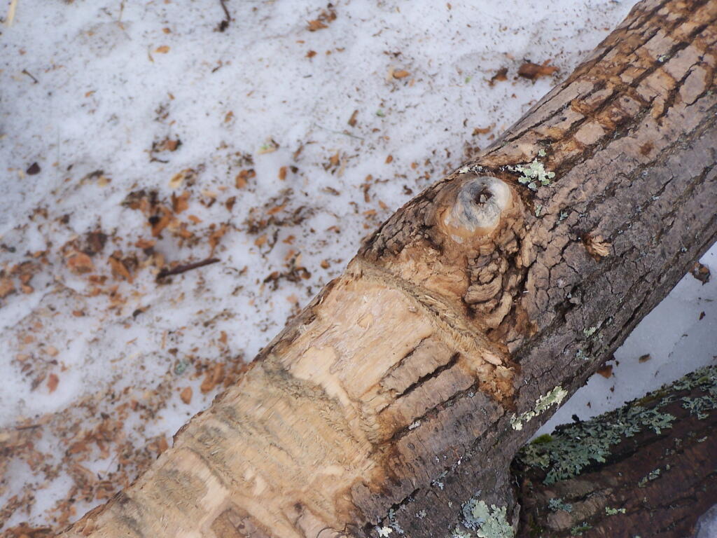 Photo: Hit By Snowmobiles Photo: Hit By Snowmobiles