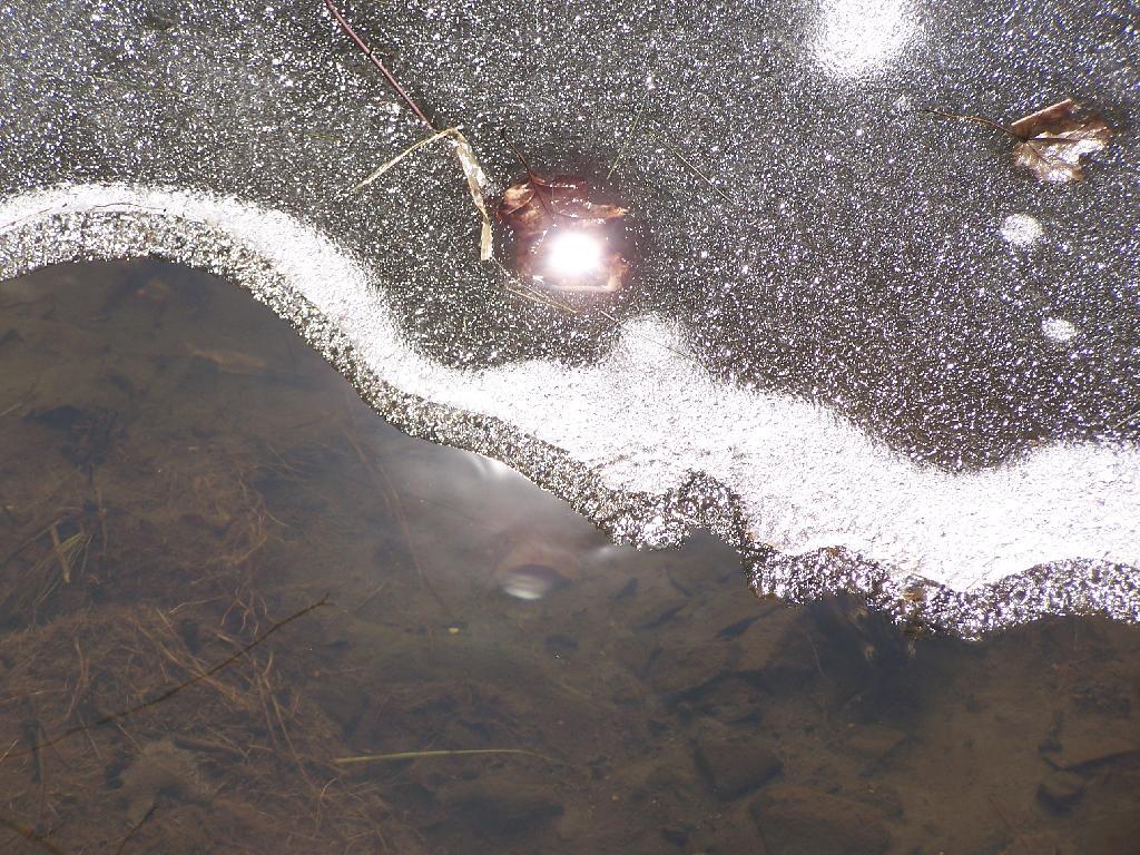 Photo: Ice on Swamp Photo: Ice on Swamp