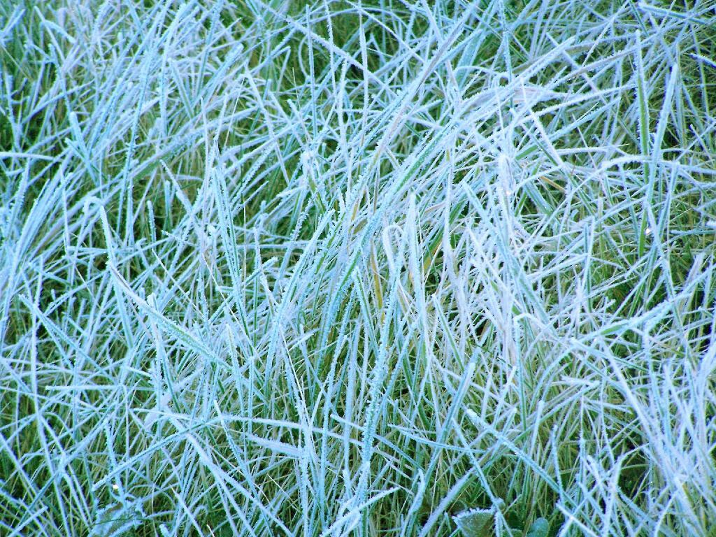 Photo: Frost on Grass Photo: Frost on Grass