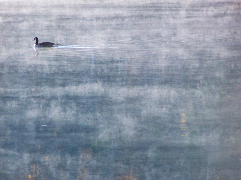 Photo: Duck Photo: Duck