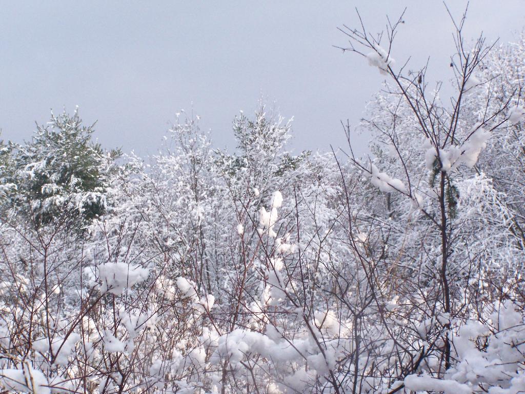 Photo: Snow on Trees Photo: Snow on Trees