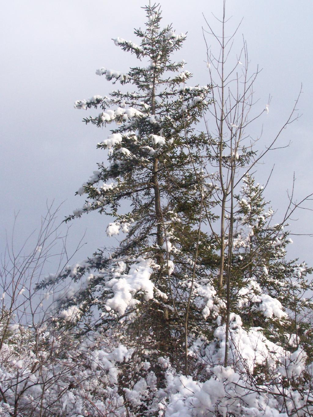 Photo: Coniferous Tree Photo: Coniferous Tree