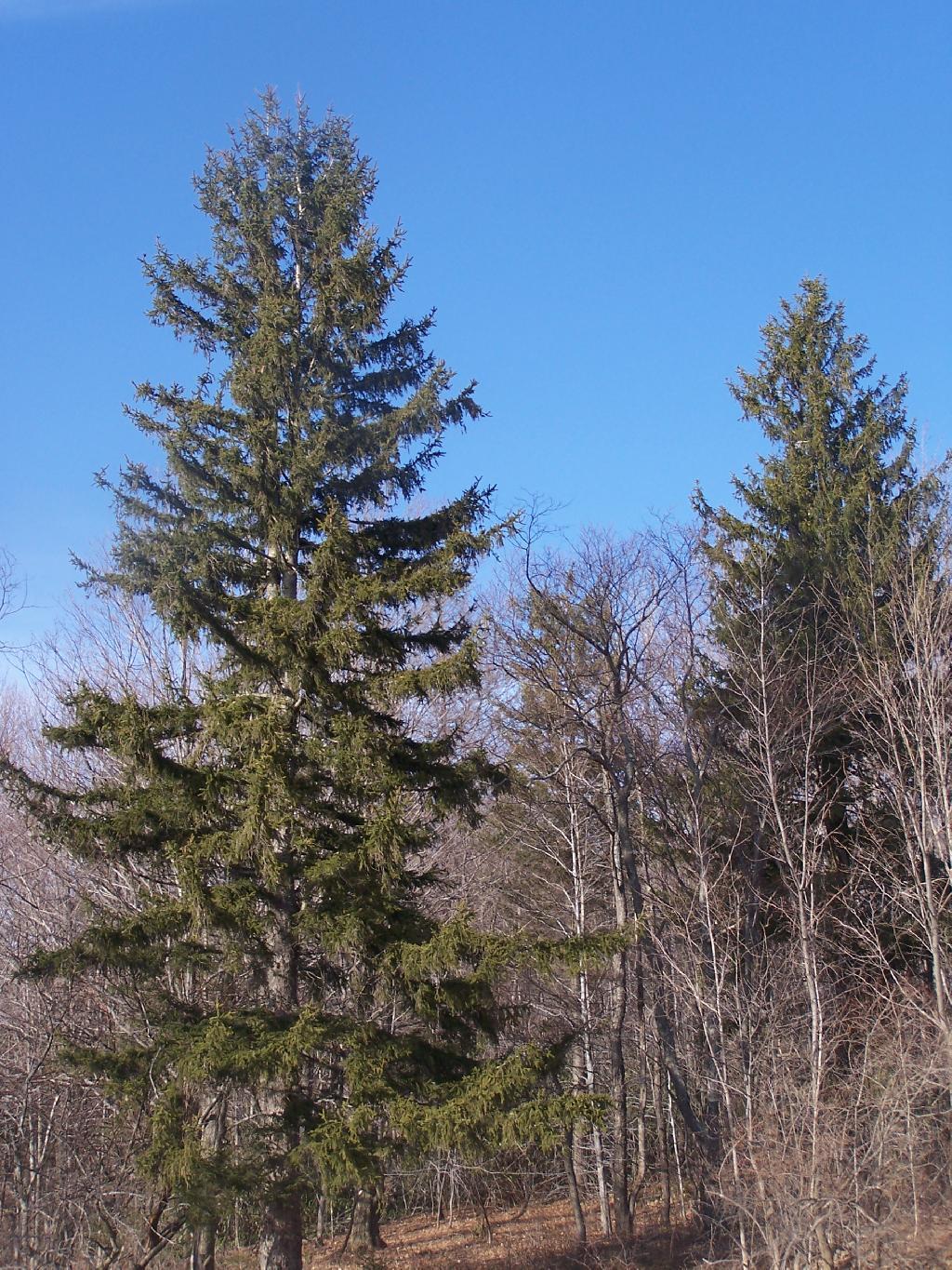 Photo: Tree