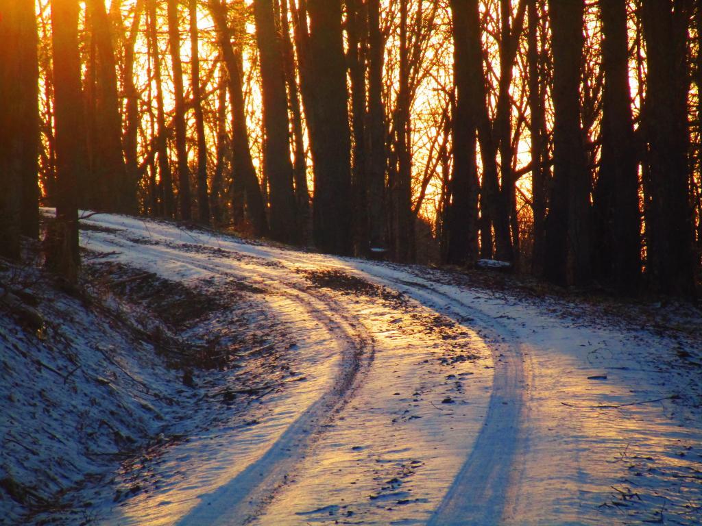 Photo: Evening on Truck Trail 13 Photo: Evening on Truck Trail 13