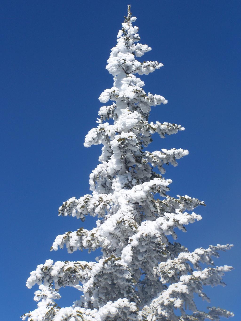 Photo: Snow Covered Pine Tree Photo: Snow Covered Pine Tree