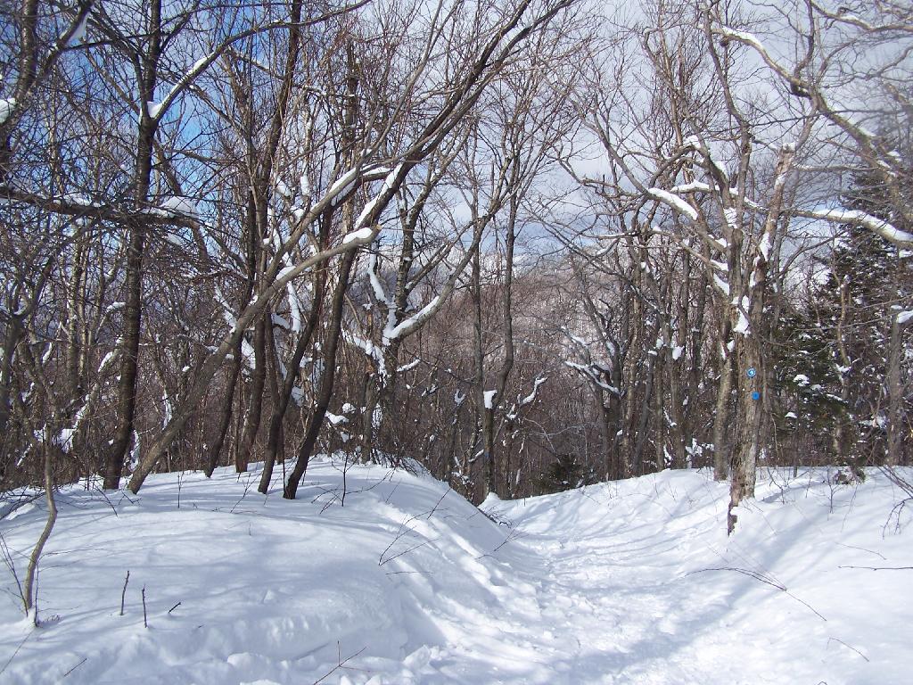 Photo: Looking Down a Steeper Trail Photo: Looking Down a Steeper Trail