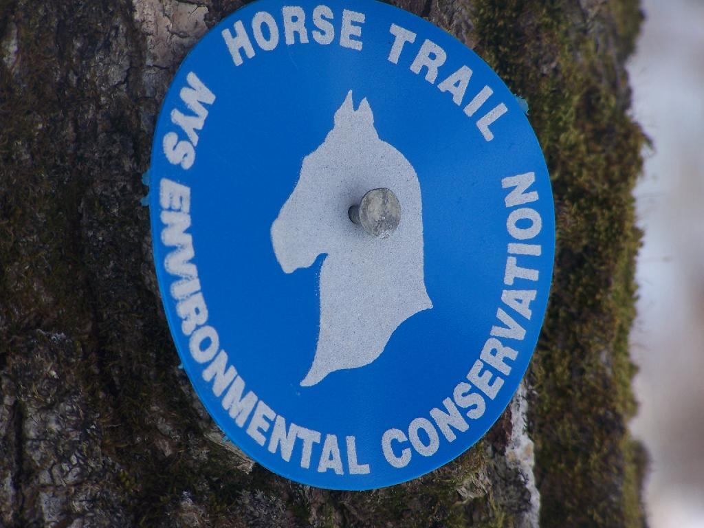 Photo: Nail Through a Horses Head Photo: Nail Through a Horses Head