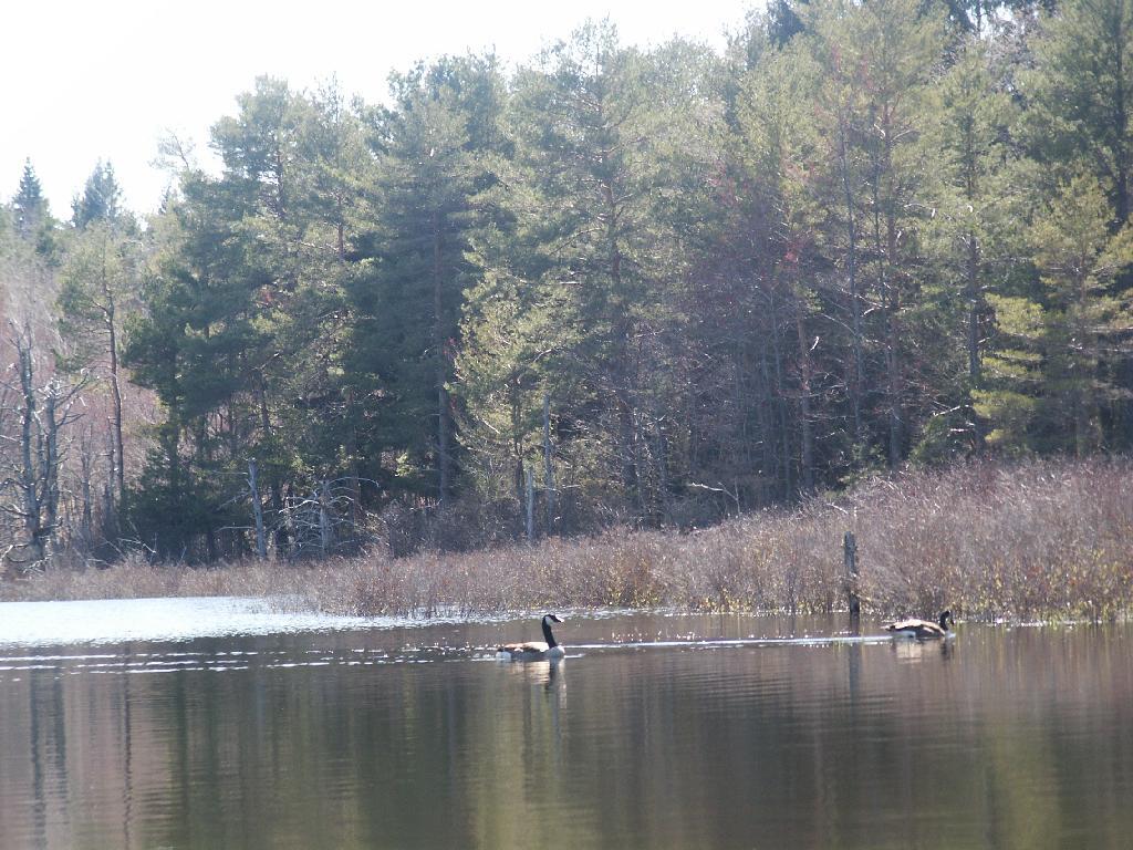 Photo: Geese On Unamed Pond Photo: Geese On Unamed Pond
