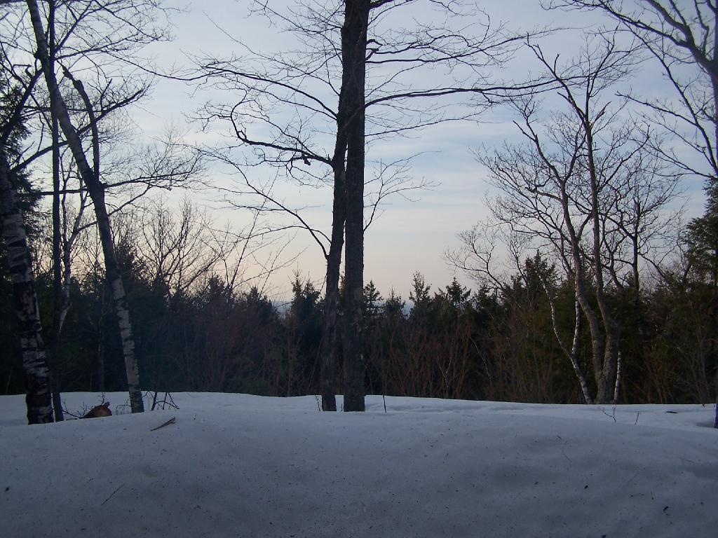Photo: Looking Out the Lean-To Photo: Looking Out the Lean-To