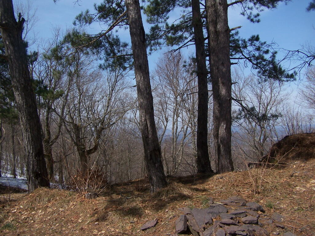 Photo: Trees Photo: Trees