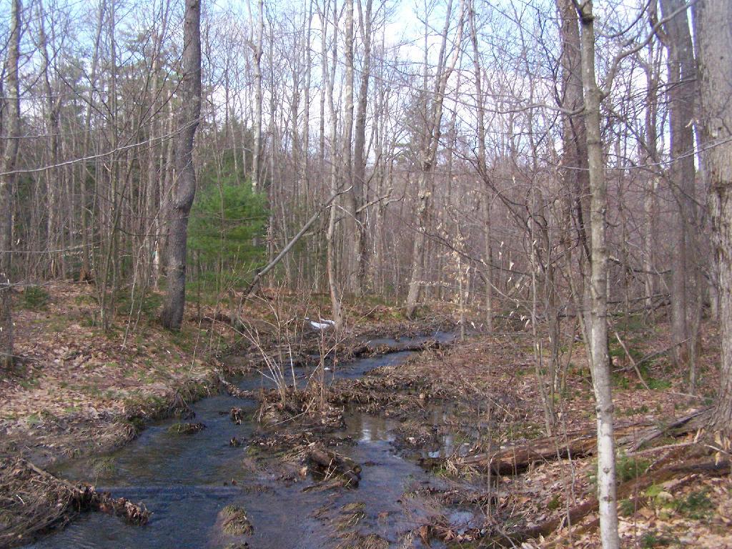 Photo: Headwaters of Cole Brook Photo: Headwaters of Cole Brook