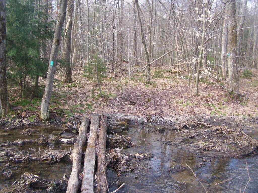 Photo: Log Bridge Across Crick Photo: Log Bridge Across Crick