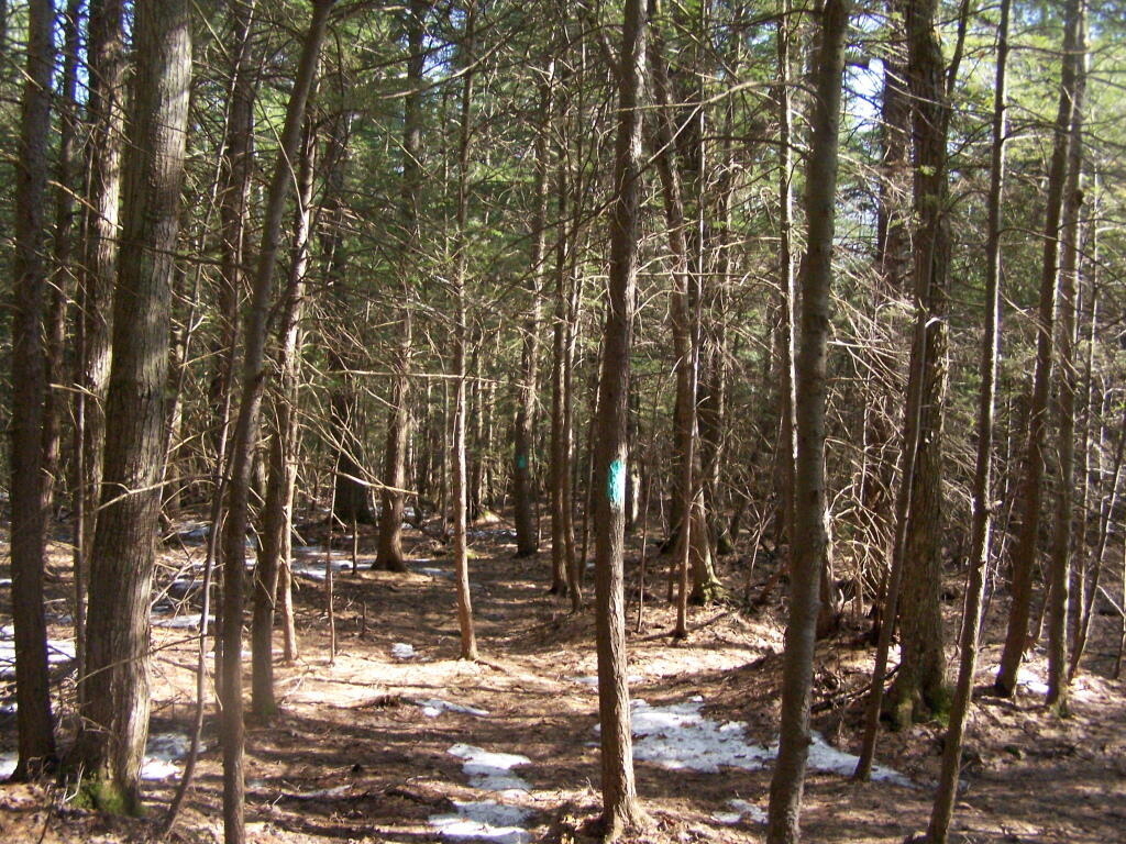 Photo: Through the Woods Photo: Through the Woods