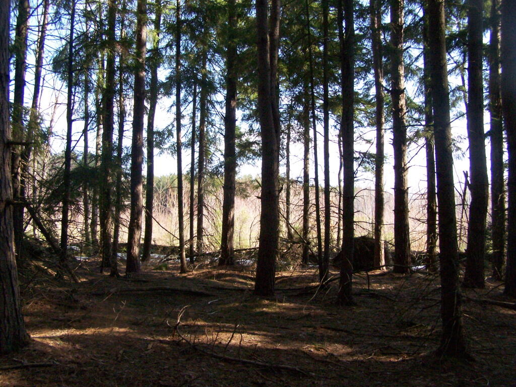 Photo: Towards the Clear Cuts Scrubland Photo: Towards the Clear Cuts Scrubland