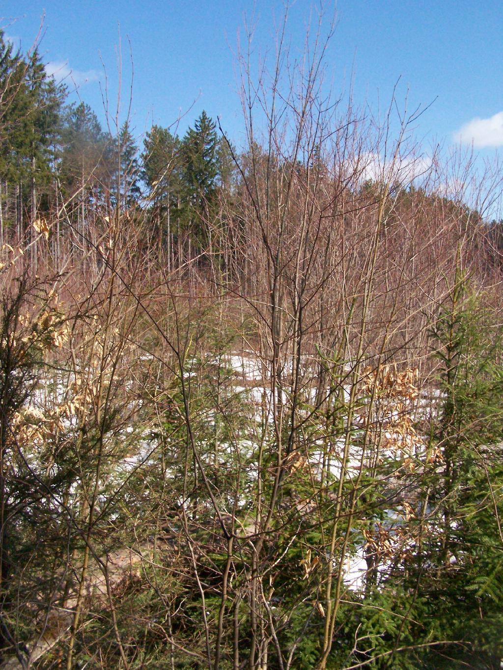 Photo: Shrubland Photo: Shrubland