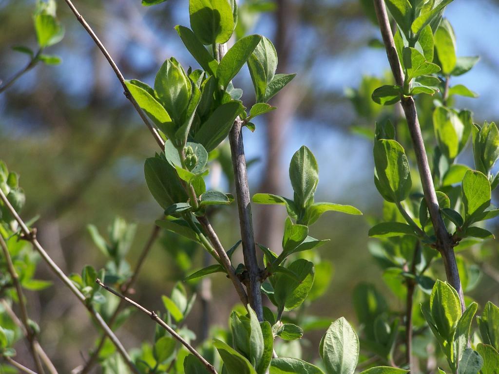 Photo: Buds Photo: Buds
