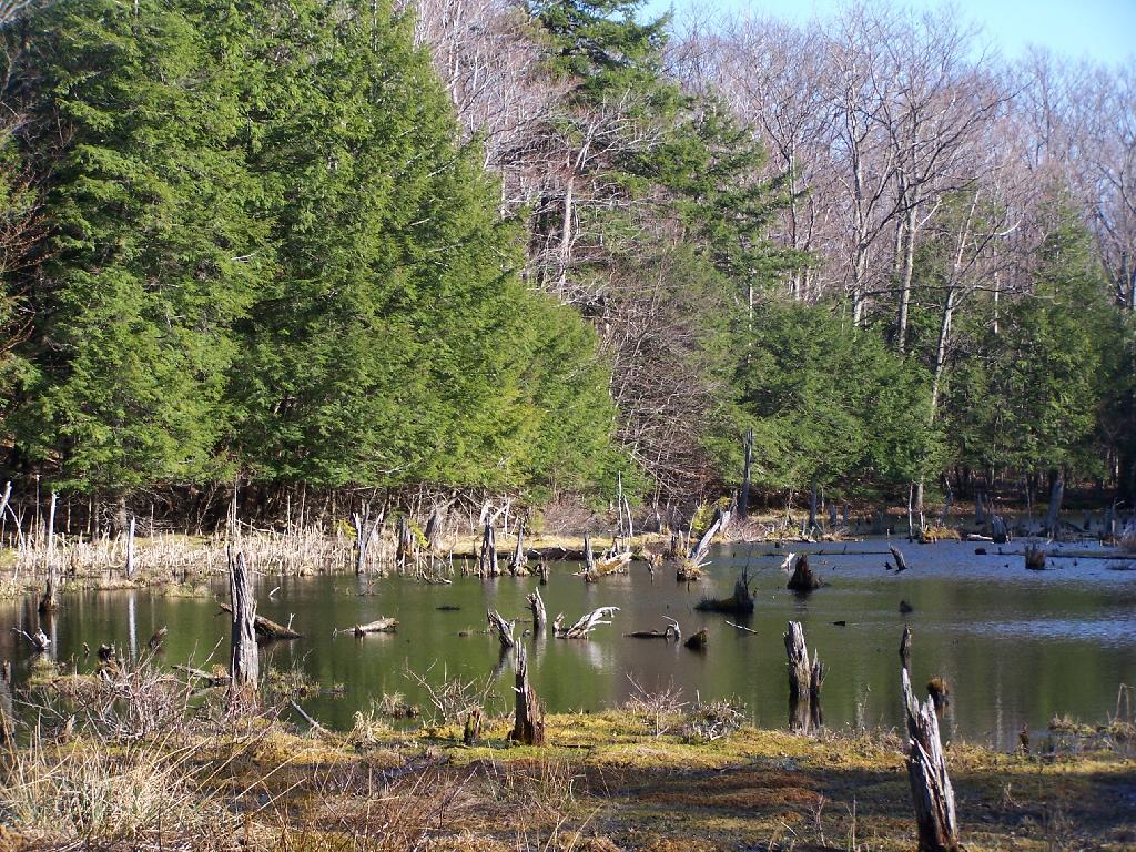 Photo: Swamp at Gulf Photo: Swamp at Gulf