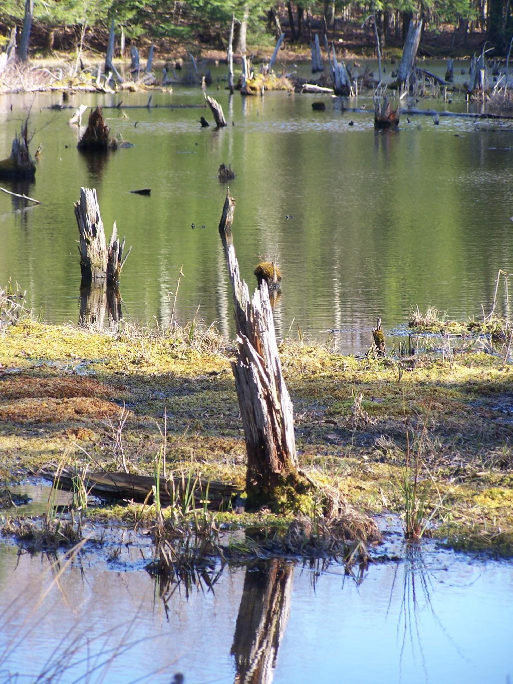 Photo: Stump Photo: Stump