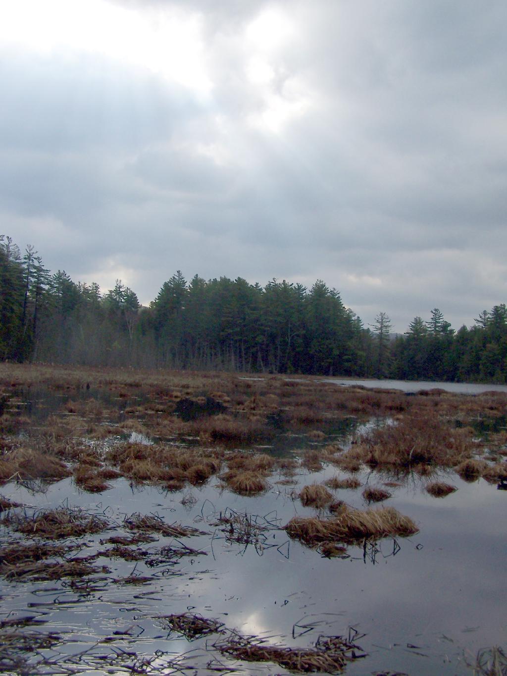 Photo: Alder Pond