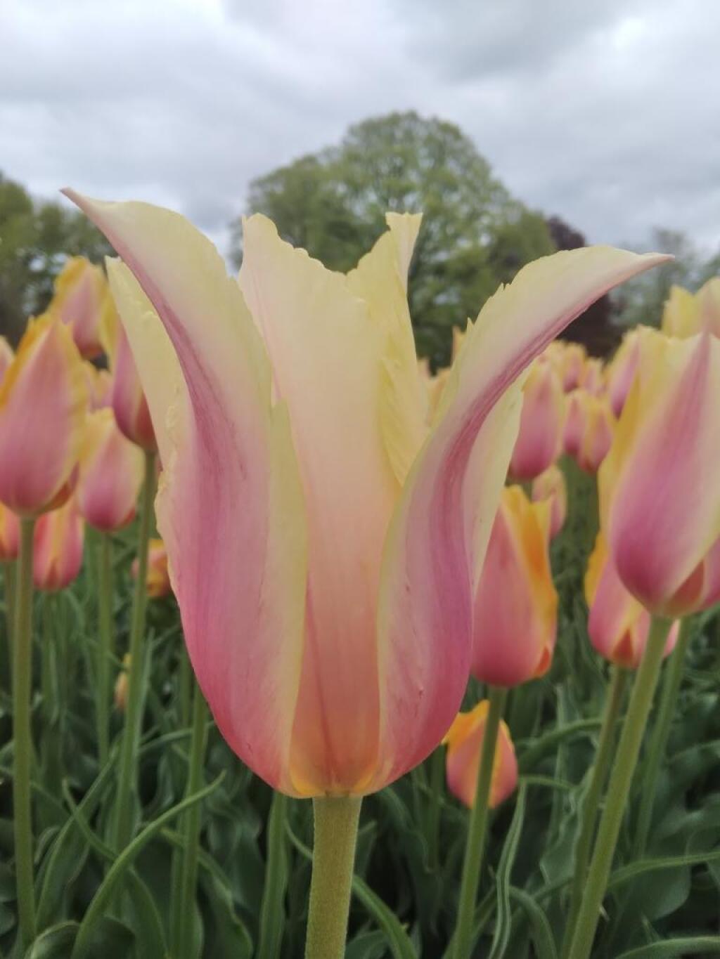 Photo: Tulip 🌷 Photo: Tulip 🌷