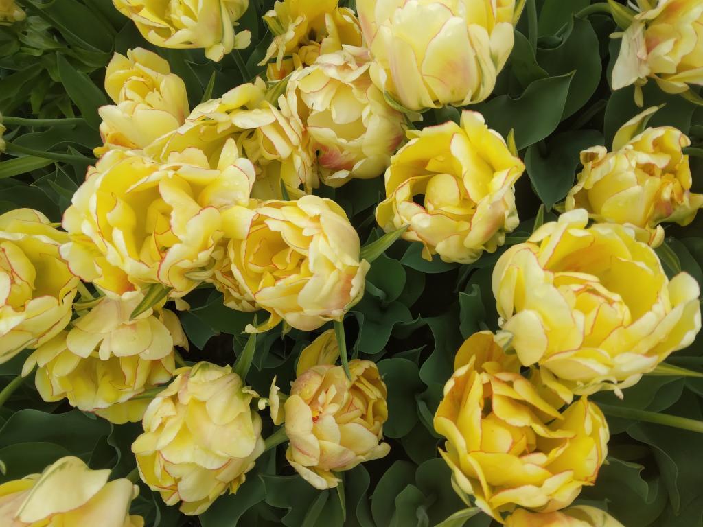 Photo: Yellows Photo: Yellows