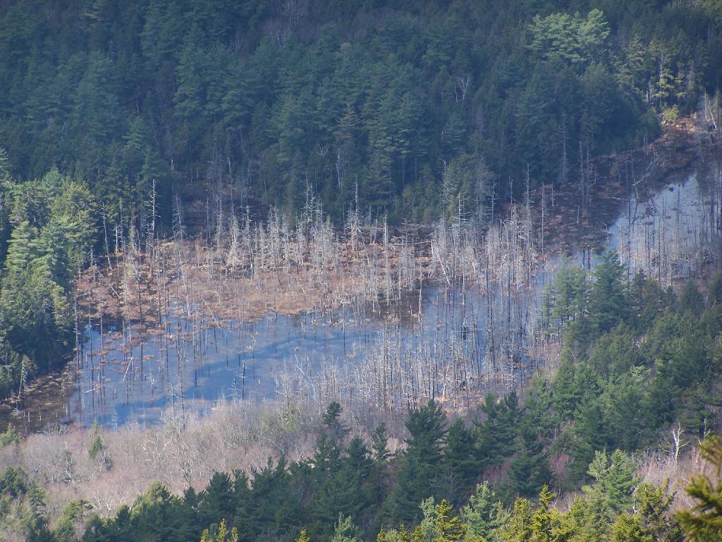 Photo: Desolate Swamp