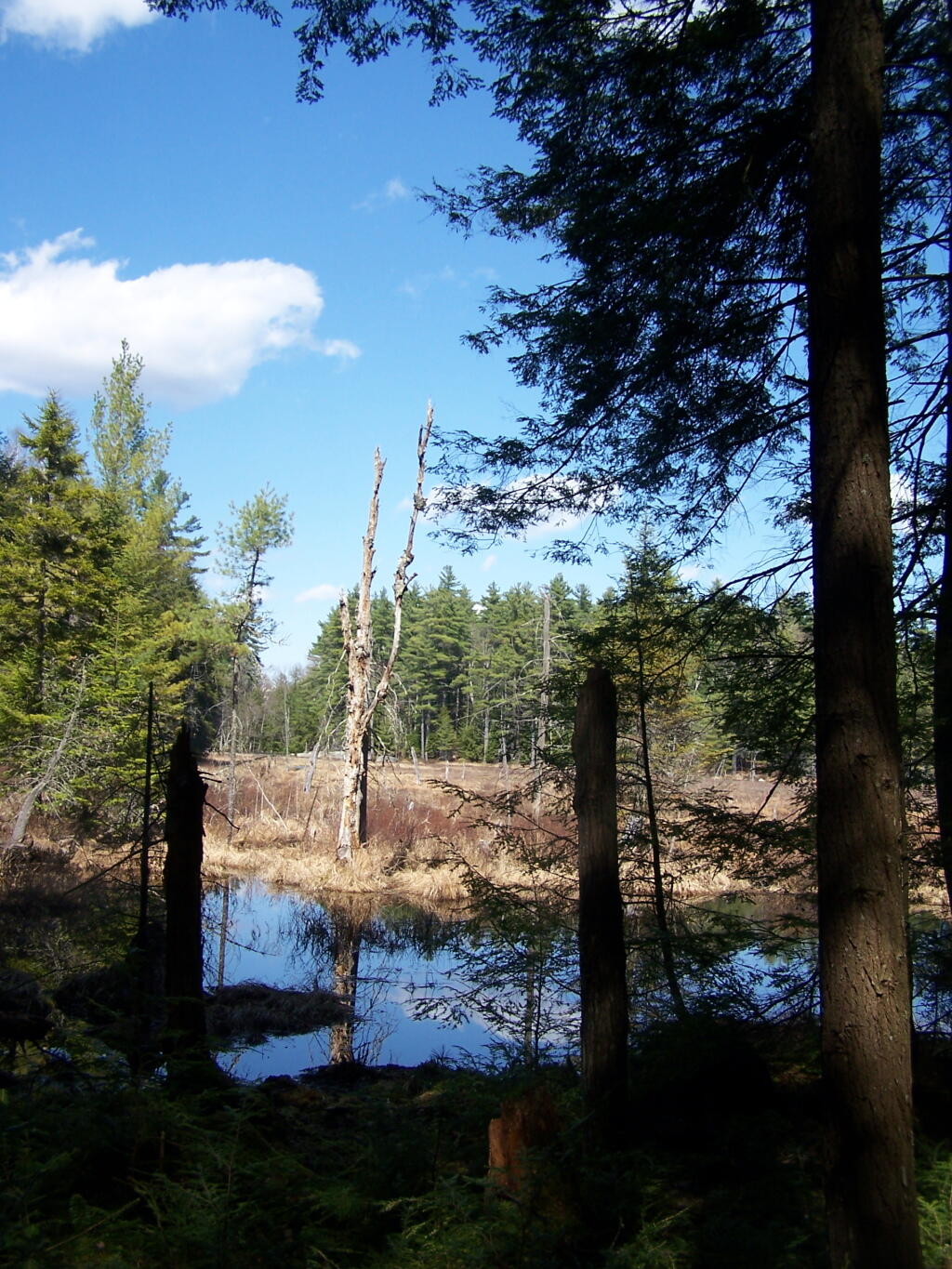 Photo: Glidden Marsh
